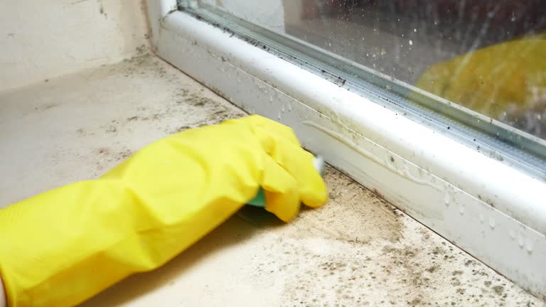 Best Emergency Mold Remediation  in Kingston, NY